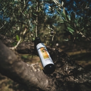 Biolea Astrikas Estate organic extra virgin olive oil 500ml bottle resting on an ancient olive tree branch in Kolymvari, Crete.