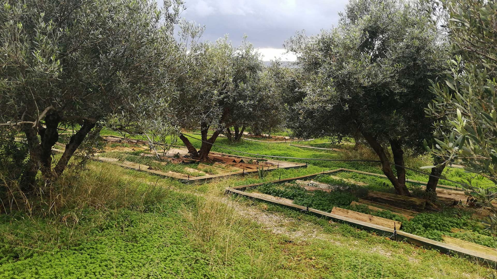 Κρητικό σαλιγκάρι